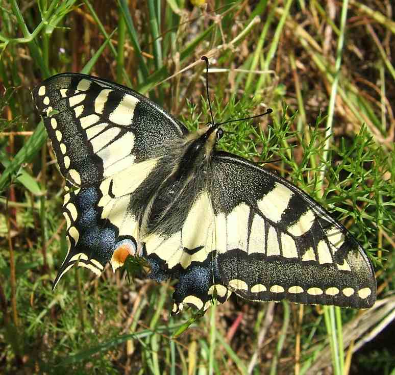 Papilio machaon Papilio machaon